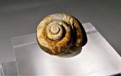 Fósiles de la Antártida en el museo