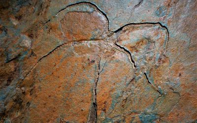 Descubierto en Elgoibar un fósil singular de equinodermo