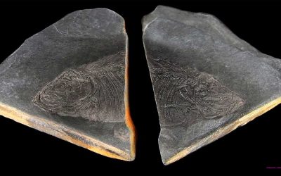 Elgoibarko museoko arrain fosilak (1)