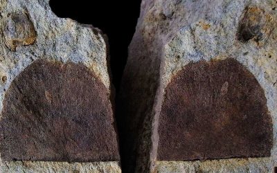 Elgoibarko museoko brakiopodoak