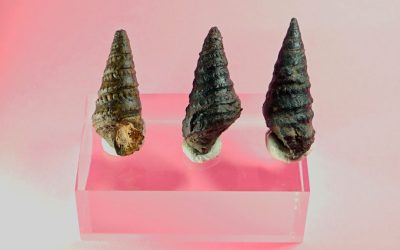 Behe Kretazeoko molusku fosilak Aizarnan