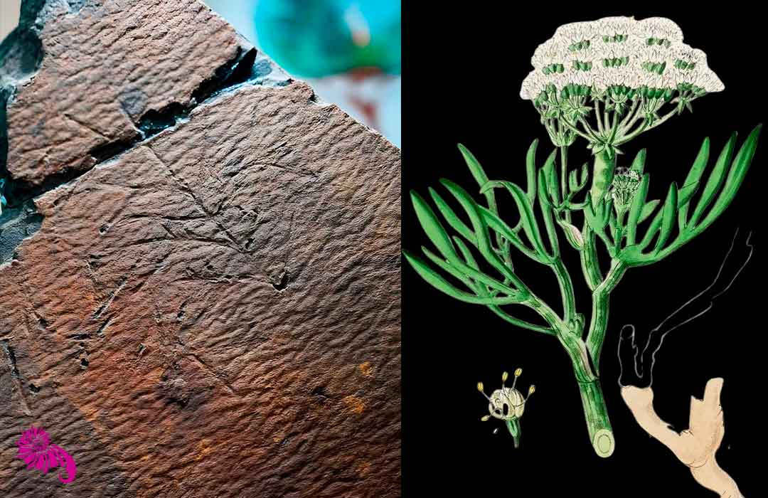 plantas-fósiles-elgóibar