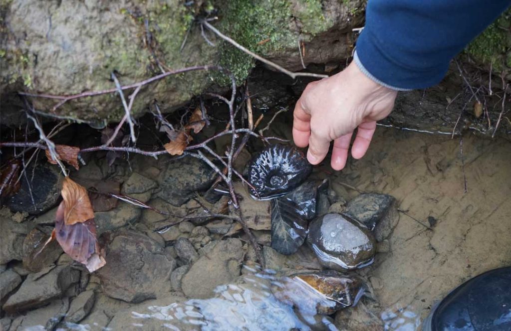 Medusas y cefalópodos fósiles del cretácico