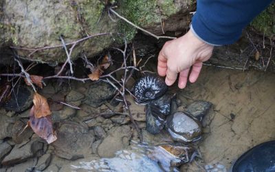 Medusas y cefalópodos fósiles del cretácico en Legutio