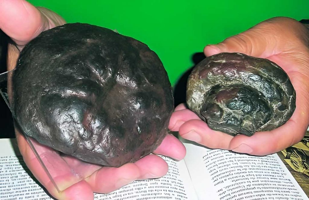 Medusas y cefalópodos fósiles de Legutio